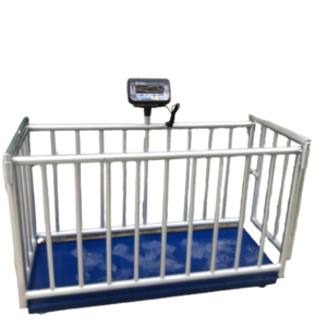 Cân động vật (Trâu, bò, lợn/heo)