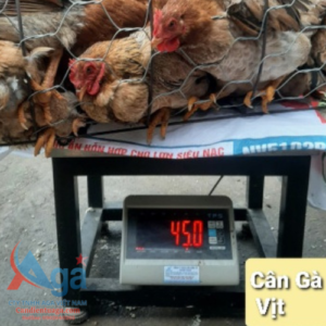 can gia cam ga vit aga